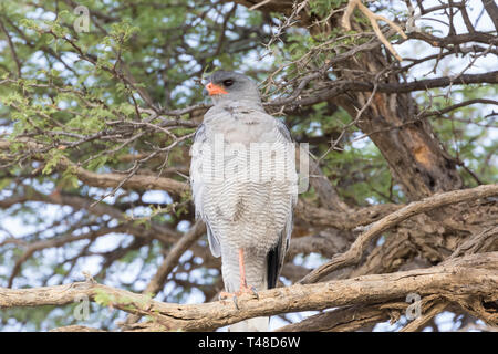 Pale Chanting Goshawk (Melierax conorus) Kgalagadi Transfrontier Park, Kalahari, Northern Cape, South Africa standing on one leg on branch of cameltho Stock Photo
