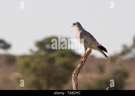 Pale Chanting Goshawk (Melierax conorus) Kgalagadi Transfrontier Park, Kalahari, Northern Cape, South Africa perched on branch on lookout at sunset Stock Photo