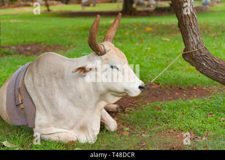 Cow resting on ground restrained by nose ring and rope to tree in subsistence farming in Cuba. Stock Photo