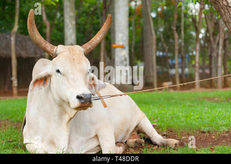 Cow resting on ground restrained by nose ring and rope to tree in subsistence farming in Cuba. Stock Photo