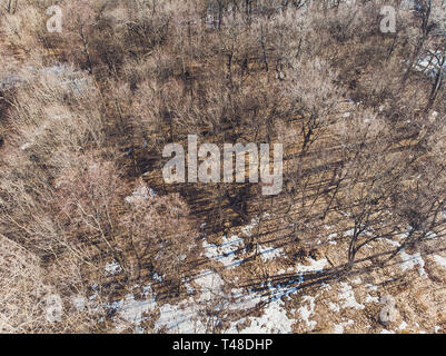 View of the tops of the pine trees in winter forest from the ground. Bottom View Wide Angle Background. Stock Photo