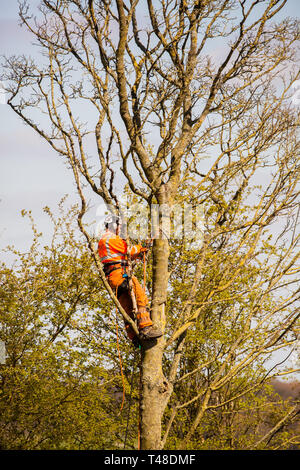Tree surgeon at work up a tree wearing full safety clothing sawing branches of a tree Stock Photo