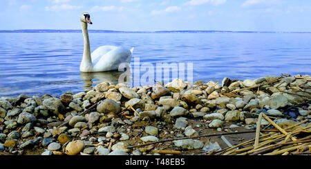 Graceful white Swan swimming in the lake. Beautiful swan. Single white Swan on the pond. Water on background with ripples.Swans in the wild. Stock Photo