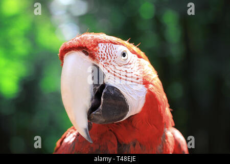close up. head macaw parrot on blurred background. Stock Photo