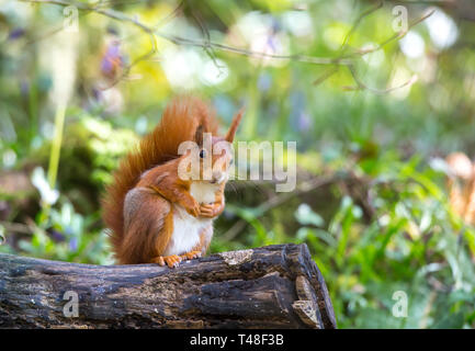 Front close up of cute, wild red squirrel (Sciurus vulgaris) sitting isolated, on a log in beautiful UK woodland, looking at camera alert. Stock Photo