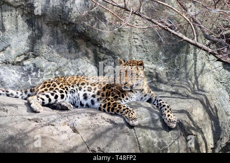 Amur Leopard, Panthera pardus orientalis, Turtle Back Zoo, West Orange, New Jersey, USA Stock Photo