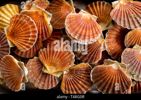 An over head view of twenty scallop shells with scallops inside stacked together in a metal tray Stock Photo