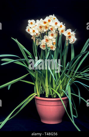 A group of Narcissus Geranium in a small flower tub and set against a black background. Stock Photo