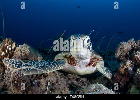 A Green turtle, Chelonia mydas, rests among corals on a plateau along the barrier reef of Palau, Micronesia, Pacific Ocean. Stock Photo
