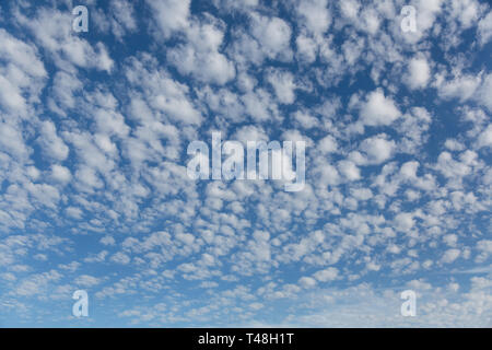 Thin layer of white cirrocumulus clouds on blue sky , Finland Stock ...