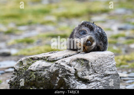 Adorable fur seal pup resting head on a wood block on the Salisbury Plain, South Georgia Stock Photo