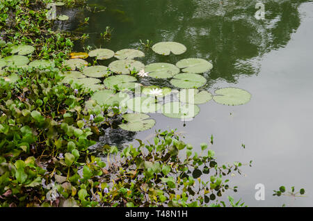 Aquatic plants along river banks of Chagres River in Gamboa Stock Photo