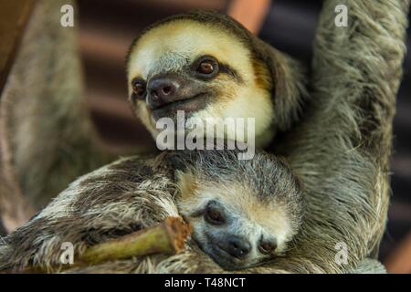 Pale-throated slothes (Bradypus tridactylus), mother with baby, Chou Ai Rescue Center, captive, French Guiana