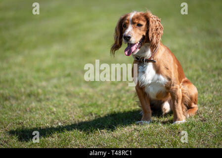 Golden Welsh springer spaniel dog on Ogmore by Sea Beach Stock Photo