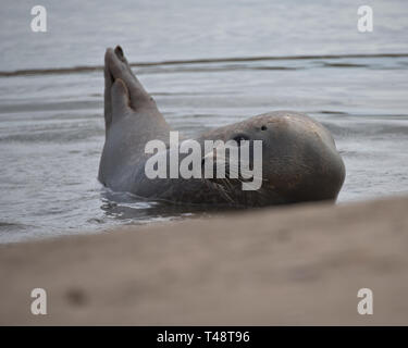 Common / Harbor seal on shoreline Stock Photo