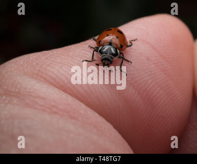 Ladybug crawling on a leaf Stock Photo