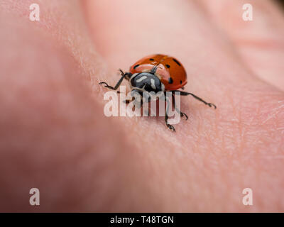 A ladybug walking on a man's hand Stock Photo