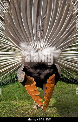 Rear view royalty: when the peacock brings full fan energy and suddenly realizes the audience is… behind him - humourus pose. Stock Photo