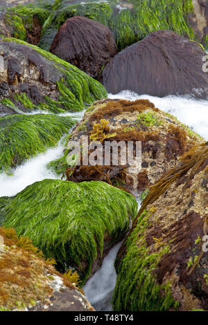 Shoreline waterfall threads through mossy rocks, where vibrant green seaweed drapes over stones as ocean currents carve a gentle, cascading path. Stock Photo
