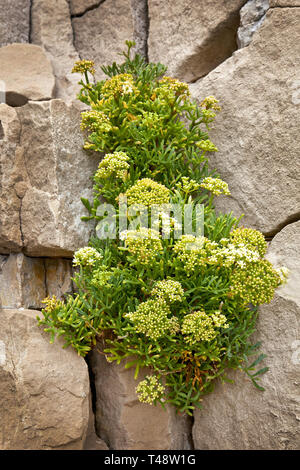 Edible Rock Samphire growing on a chalk cliff face at Winspit Rocks in Dorset UK Stock Photo
