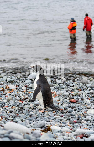 Adelie Penguin walking on the rocky beach at Turret Point, South Shetland Islands, two people in waders standing in water in background Stock Photo