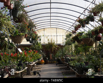 Nursery greenhouse full of house plants Stock Photo