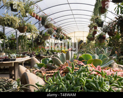 Nursery greenhouse full of house plants Stock Photo