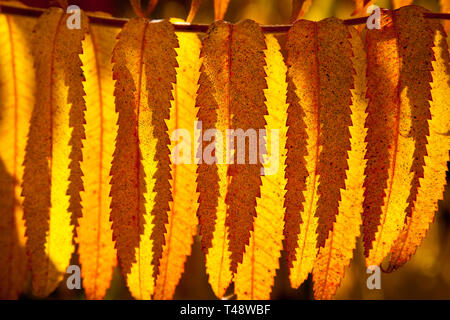 Back-lit Sumac leaves, representing a fine sunny Autumn day. Stock Photo