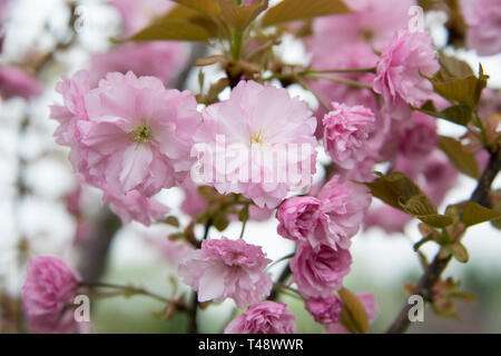 Kwanzan cherry blossoms Stock Photo