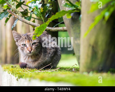 Stray kitten in Madeira island, Portugal. Stock Photo
