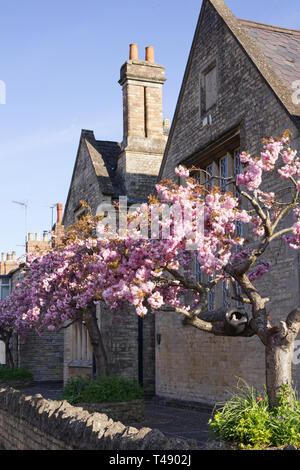 Prunus. Japanese cherry tree blossom. Cherry blossom in an English garden. Stock Photo
