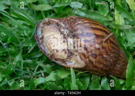 A close up view of the underneath of a large giant snail in its shell on the green grass, Stock Photo