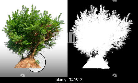 single tree with clipping path and alpha channel Stock Photo