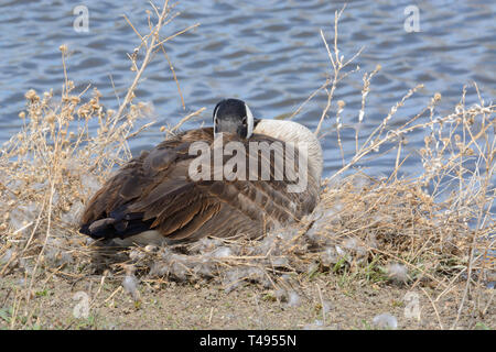 Canada goose made of hotsell