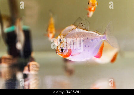 Spotted Silver Dollar Metynnis Lippincottianus fish swimming in new aquarium tank. Stock Photo