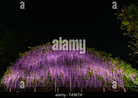 View of full bloom Purple pink Giant Wisteria trellis. mysterious beauty when lighted up at night with colorful blossoming flowers. Ashikaga Flower Pa Stock Photo