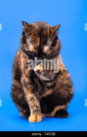Black and red tortoiseshell cat on a blue background. Two-colored cat sits and washes the face with a foot, close-up, selective focus Stock Photo