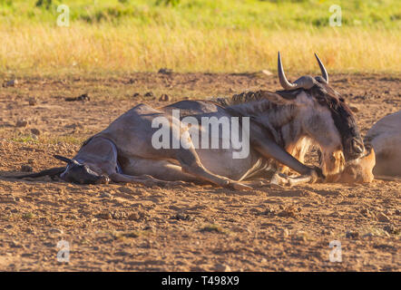 Blue wildebeest Connochaetes taurinus mother in labour give giving birth calf being born emerge surrounded by female herd safari Amboseli Kenya Africa Stock Photo