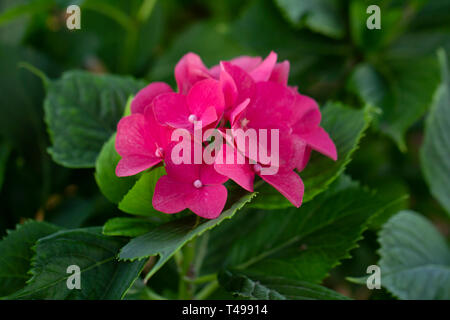 pink hortensia flowers Stock Photo