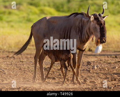 Blue wildebeest Connochaetes taurinus newborn baby calf just born feeds suckles first time feed suckle from mother Amboseli National Park Kenya Africa Stock Photo