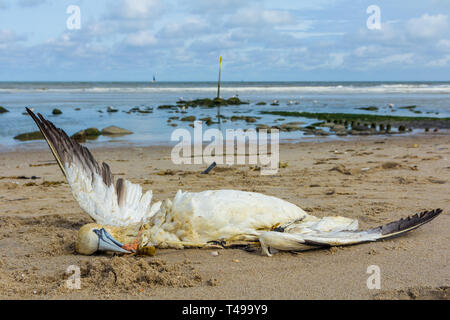 dead northern gannet trapped in plastic fishing net washed ashore on Kijkduin beach The Hague, the Netherlands Stock Photo