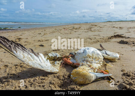 dead northern gannet trapped in plastic fishing net washed ashore on Kijkduin beach The Hague, the Netherlands Stock Photo