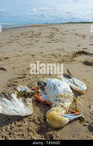 dead northern gannet trapped in plastic fishing net washed ashore on Kijkduin beach The Hague, the Netherlands Stock Photo