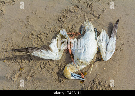 dead northern gannet trapped in plastic fishing net washed ashore on Kijkduin beach The Hague Stock Photo