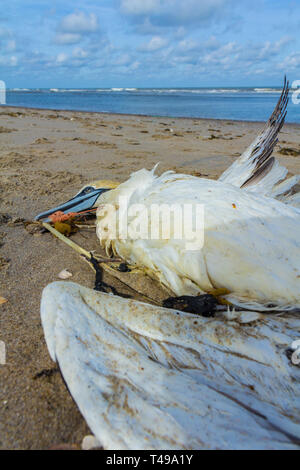 dead northern gannet trapped in plastic fishing net washed ashore on Kijkduin beach The Hague Stock Photo