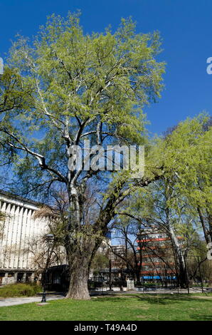 Springtime old silver birch or Betula alba single tree  in the garden, Sofia, Bulgaria Stock Photo