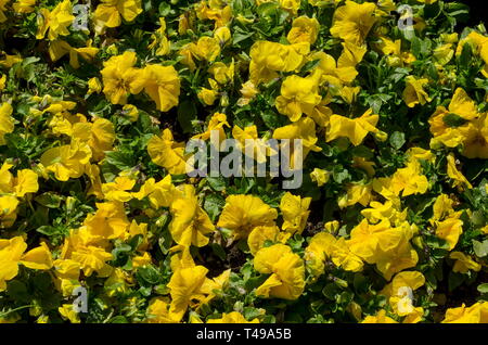 Natural background of spring blooming fragrant yellow pansies or Viola altaica in garden, Sofia, Bulgaria Stock Photo