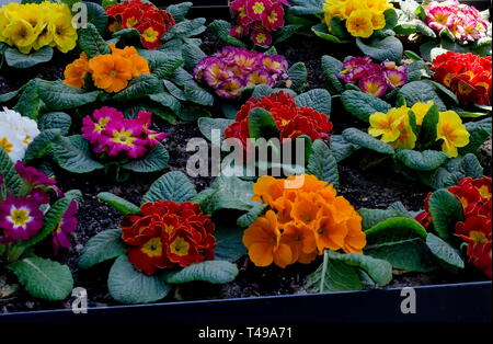 Small group of different colors Primrose or  Primula vulgaris flowers on a bed in garden,  Sofia, Bulgaria Stock Photo