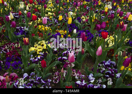 horned violets and tulips Stock Photo