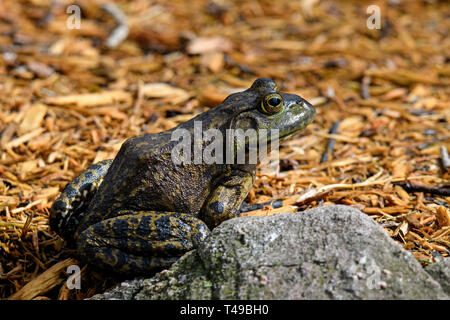 American bullfrog sitting at ponds edge in early morning sun. It is an amphibious frog, and a member of the family Ranidae. Stock Photo